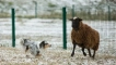 Mini collie: little dwarf shepherd shelter
